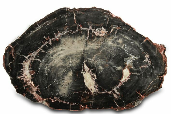 Polished Petrified Wood (Woodworthia) Round - Circle Cliffs #297307